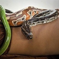 Фото Массаж живыми змеями